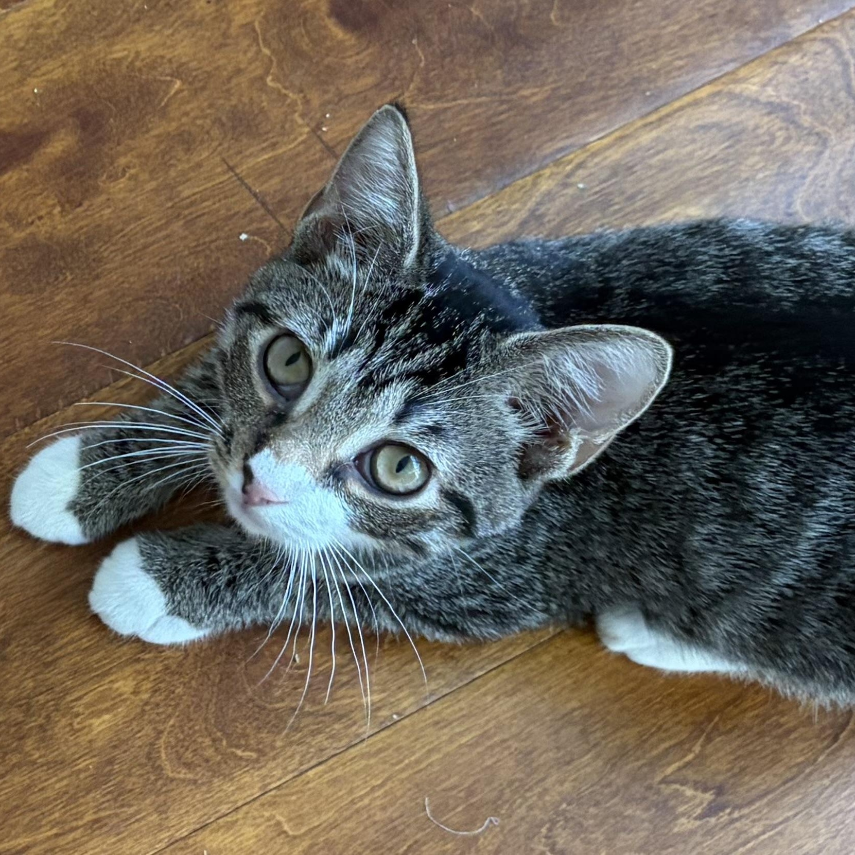Enlarge Pinhead Larry, an adopted Domestic Short Hair in Scranton, PA image 3/3