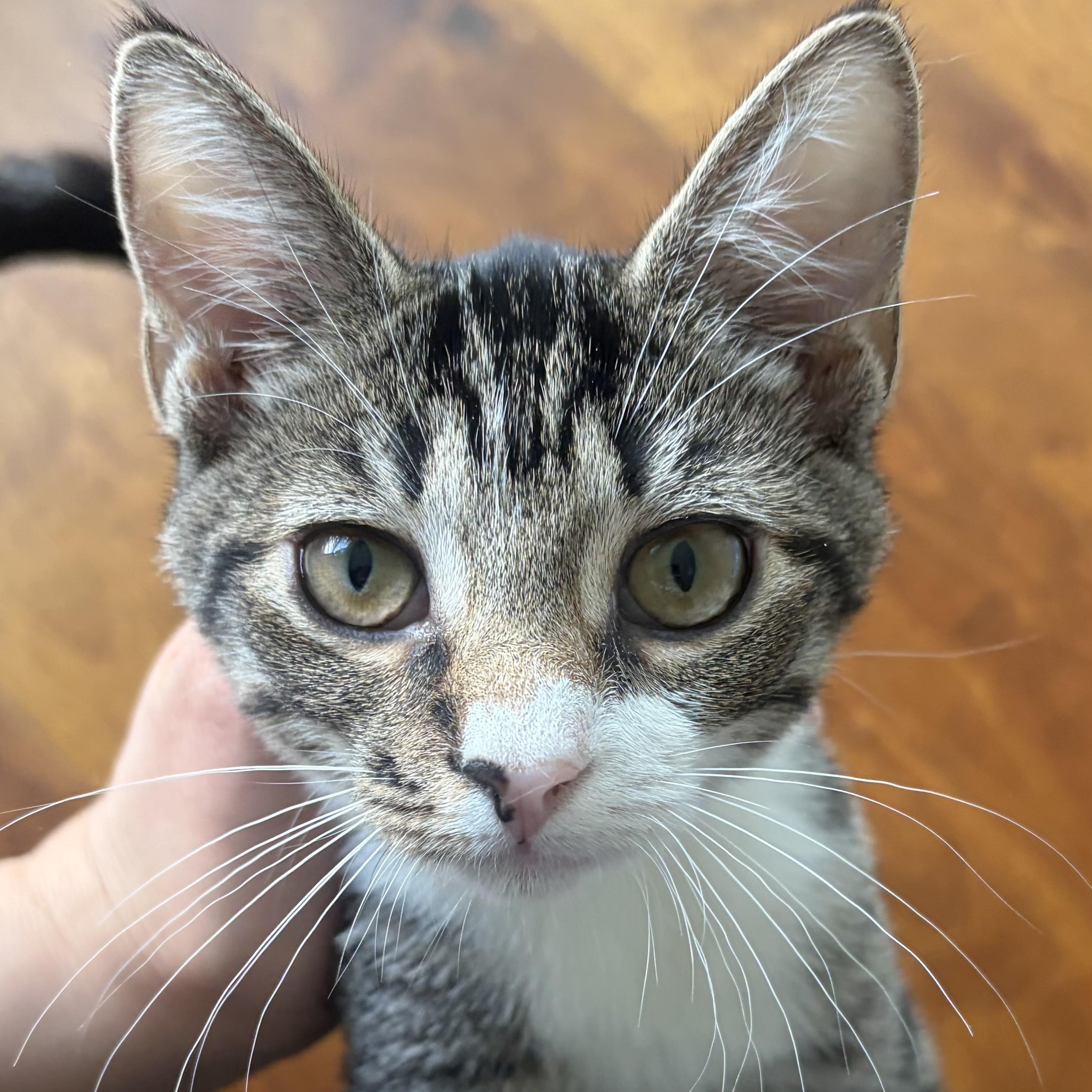 Pinhead Larry, adopted, Kitten Male Domestic Short Hair.