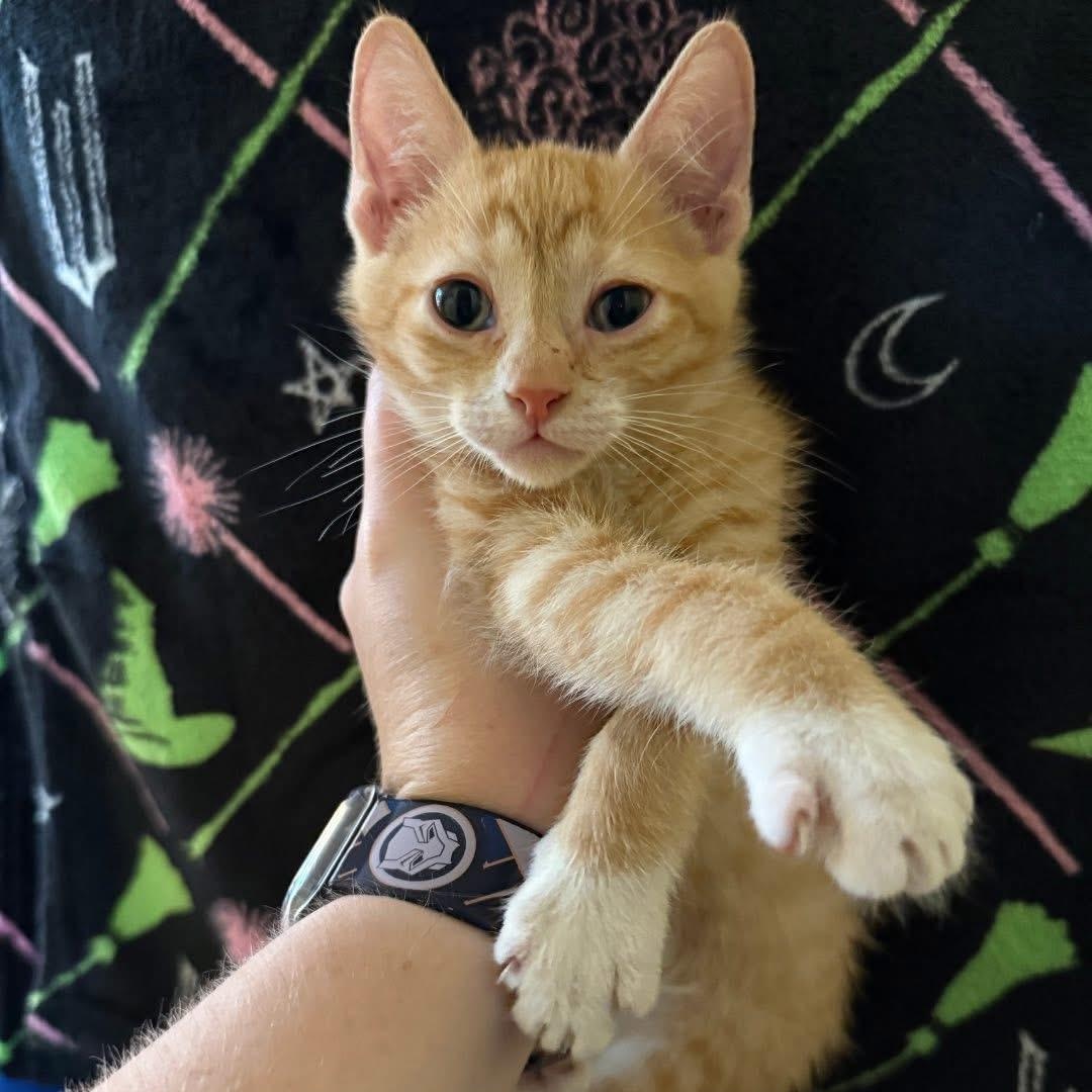 Fiyero, ADOPTABLE, Kitten Male Domestic Short Hair.