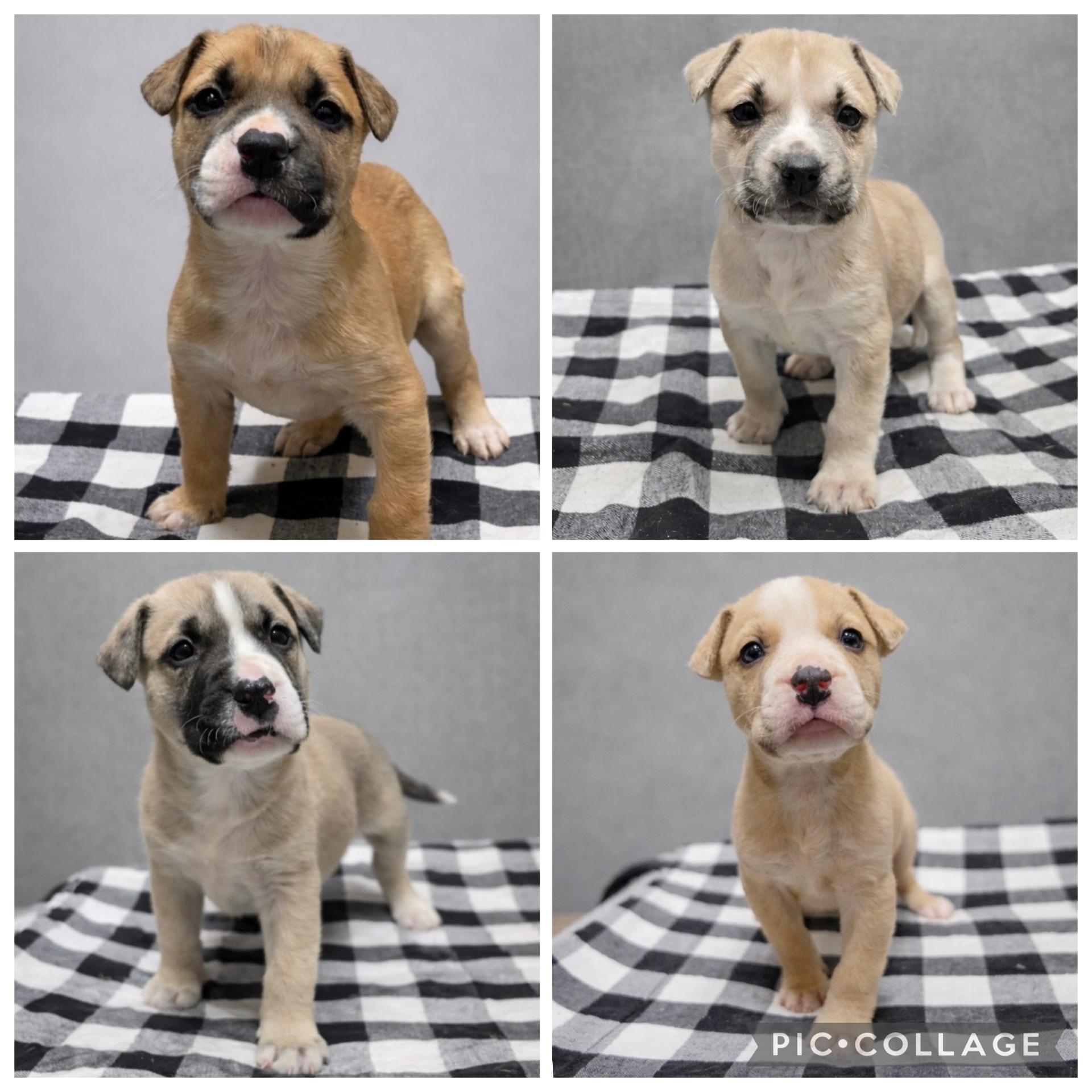 Enlarge Snuggles, an adopted Mixed Breed in Ridgefield, CT image 4/4