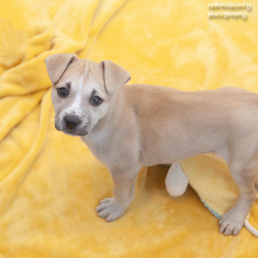 Enlarge Snuggles, an adopted Mixed Breed in Ridgefield, CT image 3/4