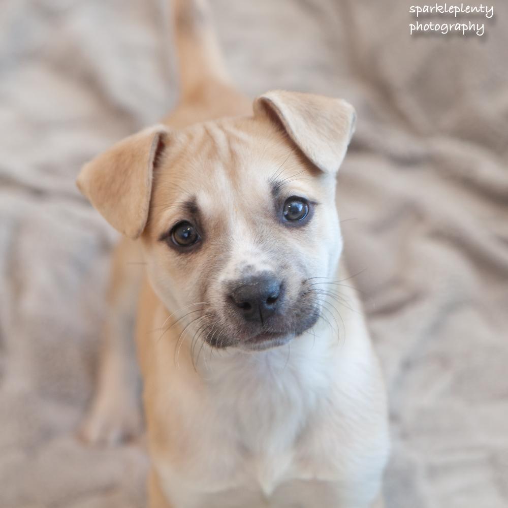 Enlarge Snuggles, an adopted Mixed Breed in Ridgefield, CT image 1/4