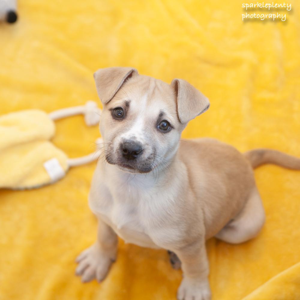 Enlarge Snuggles, an adopted Mixed Breed in Ridgefield, CT image 2/4