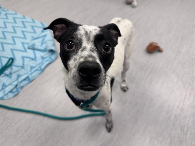 Enlarge ZUKO, a Adoptable mixed breed in Colorado Springs, CO image 1/1