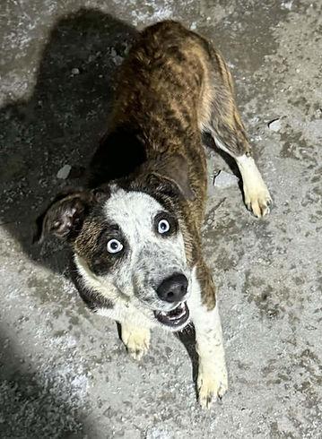 Lennox, Adoptable, Young Male Mixed Breed.