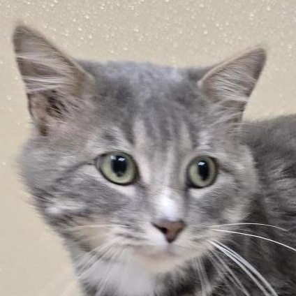 Gary, adoptable, Adult Male Domestic Medium Hair.