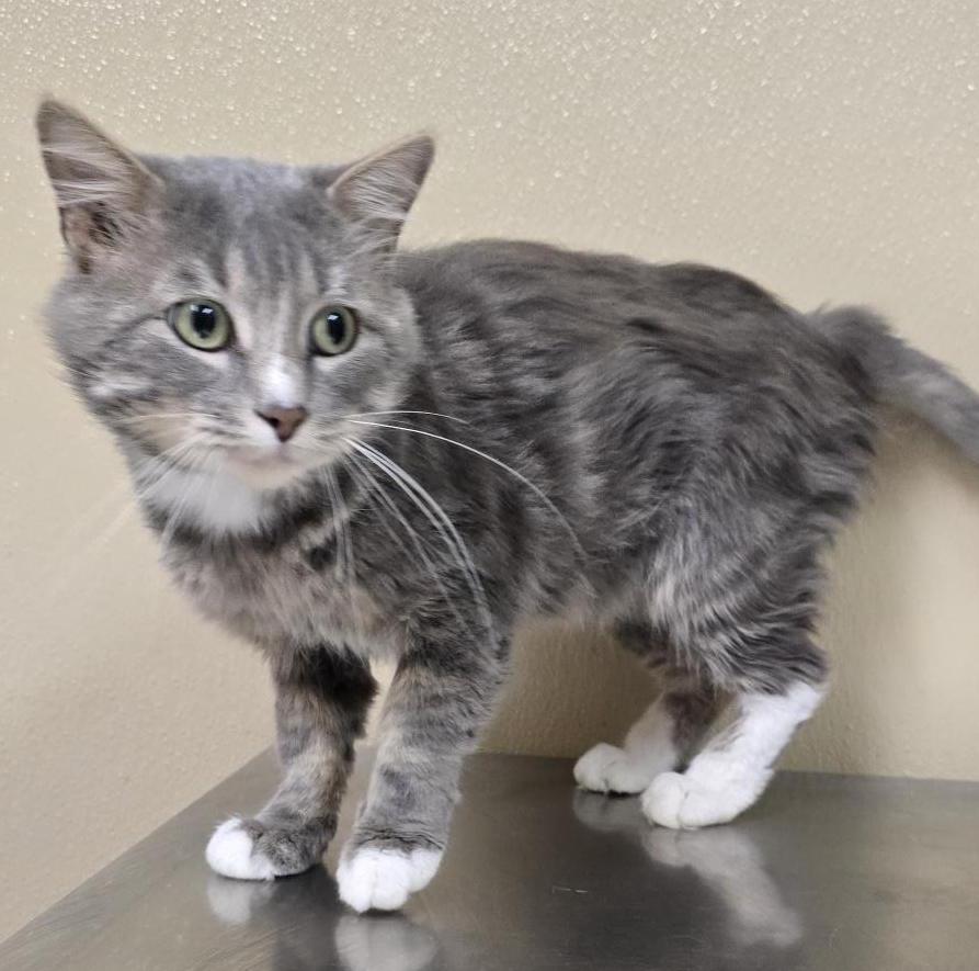 Enlarge Gary, an adoptable mixed breed in Brainerd, MN image 2/2