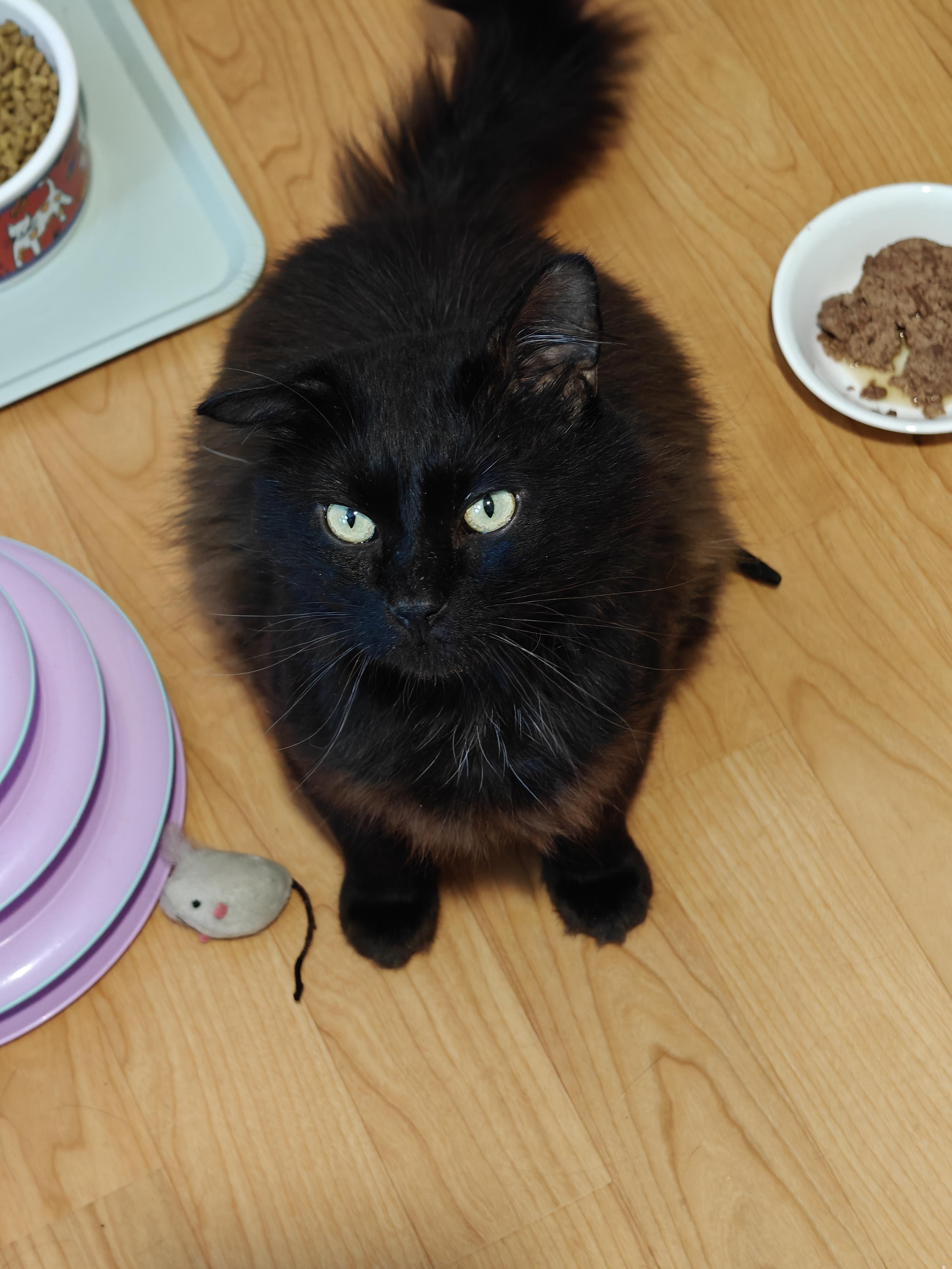 Scotty, a Adoptable Domestic Long Hair in New Britain, CT image 6/6