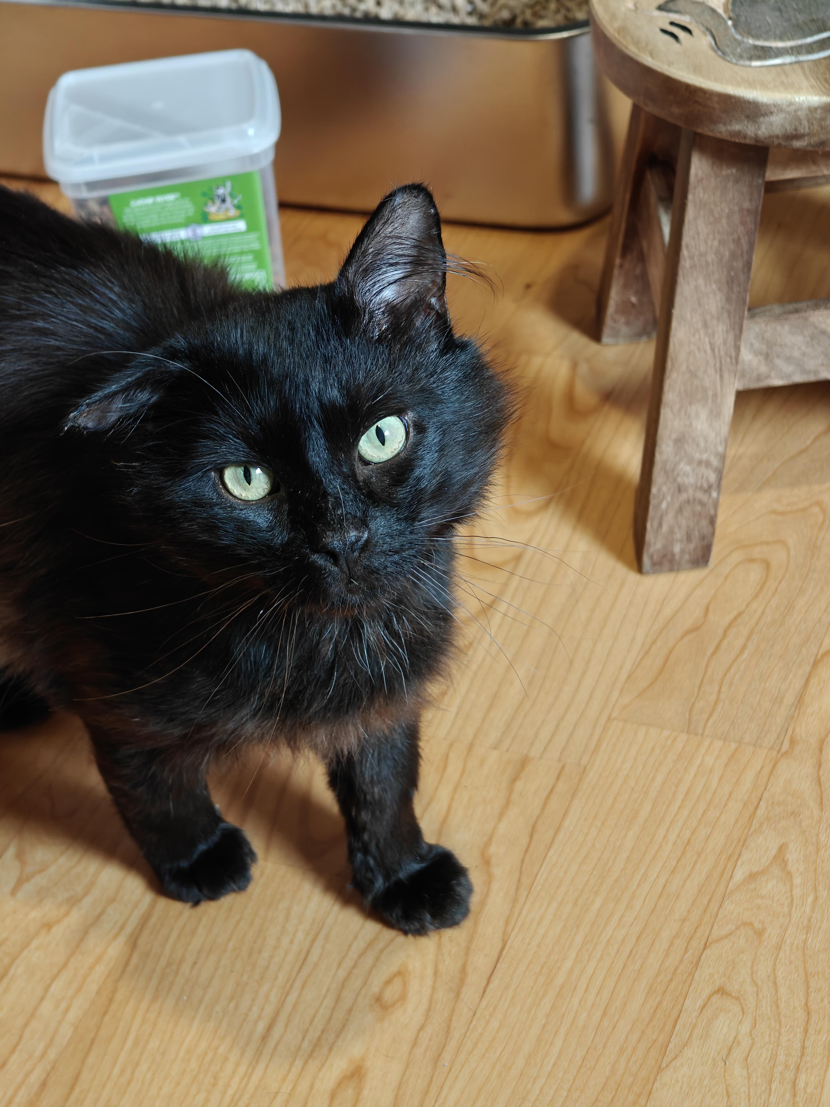 Scotty, Adoptable, Adult Male Domestic Long Hair.