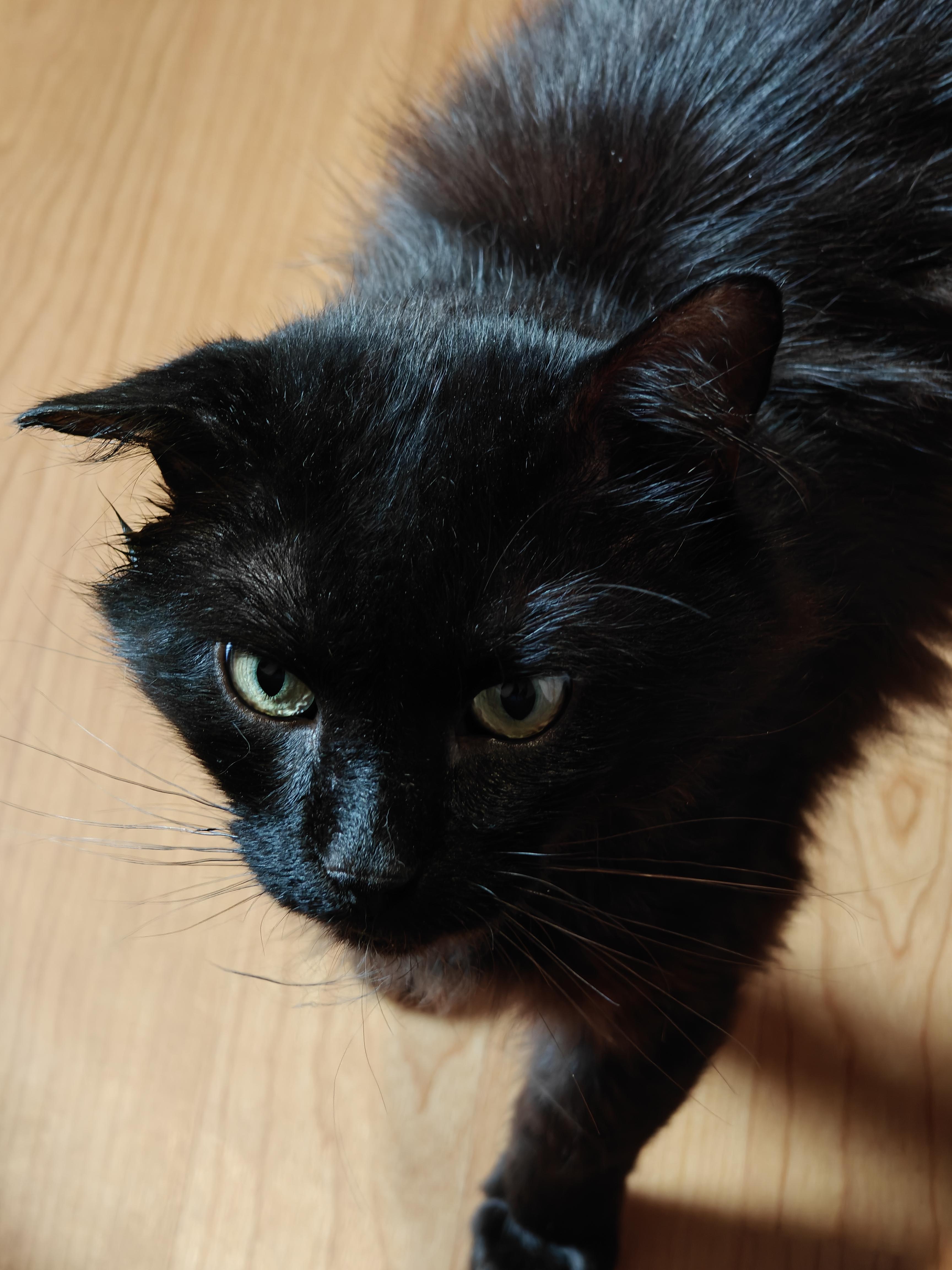 Scotty, a Adoptable Domestic Long Hair in New Britain, CT image 4/6