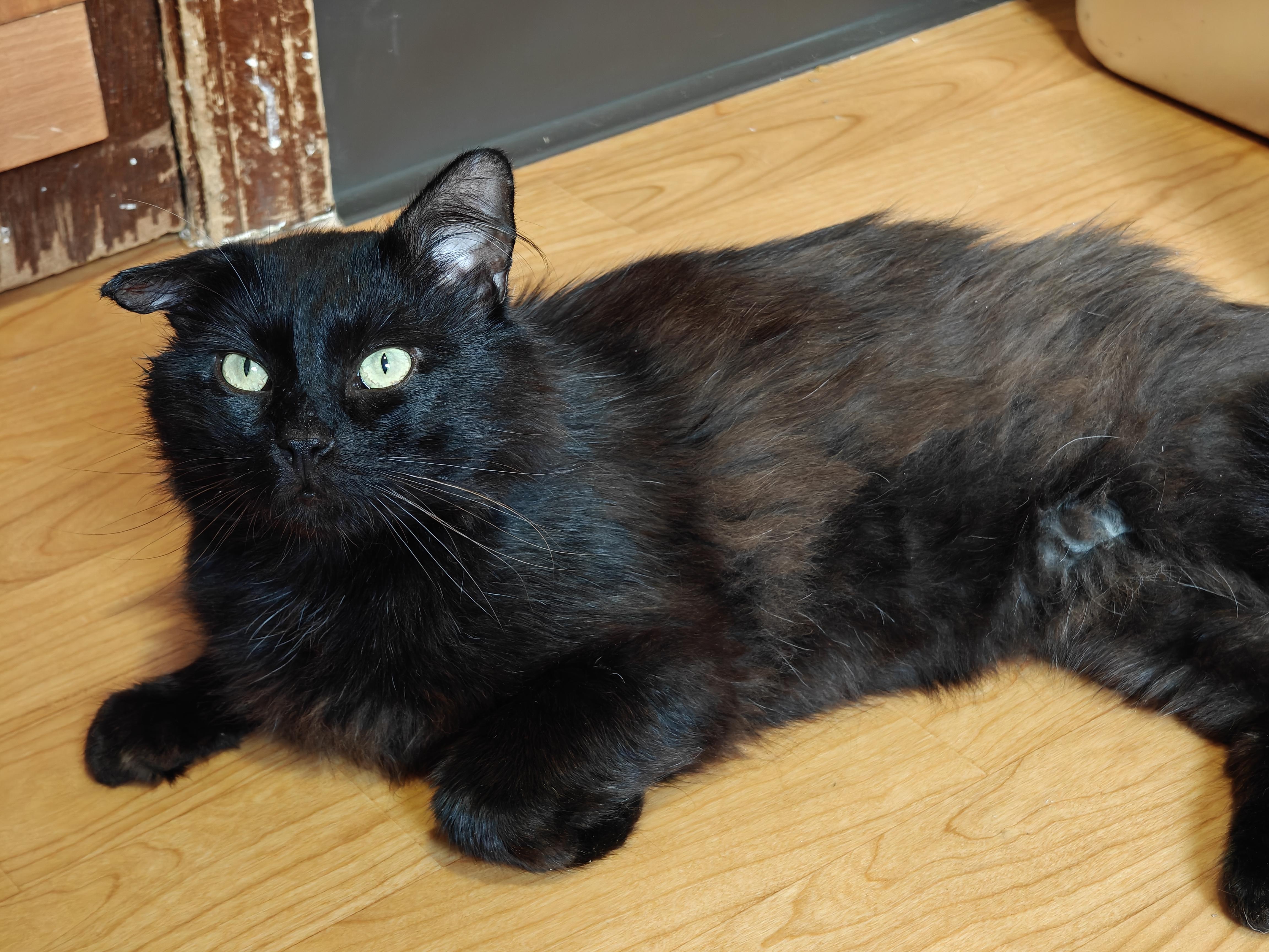 Scotty, a Adoptable Domestic Long Hair in New Britain, CT image 5/6