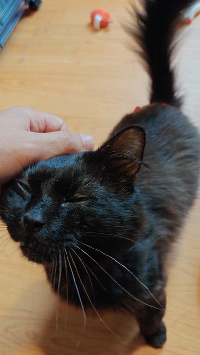 Enlarge Scotty, a Adoptable Domestic Long Hair in New Britain, CT video 2/6
