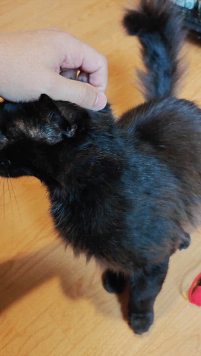Enlarge Scotty, a Adoptable Domestic Long Hair in New Britain, CT video 3/6