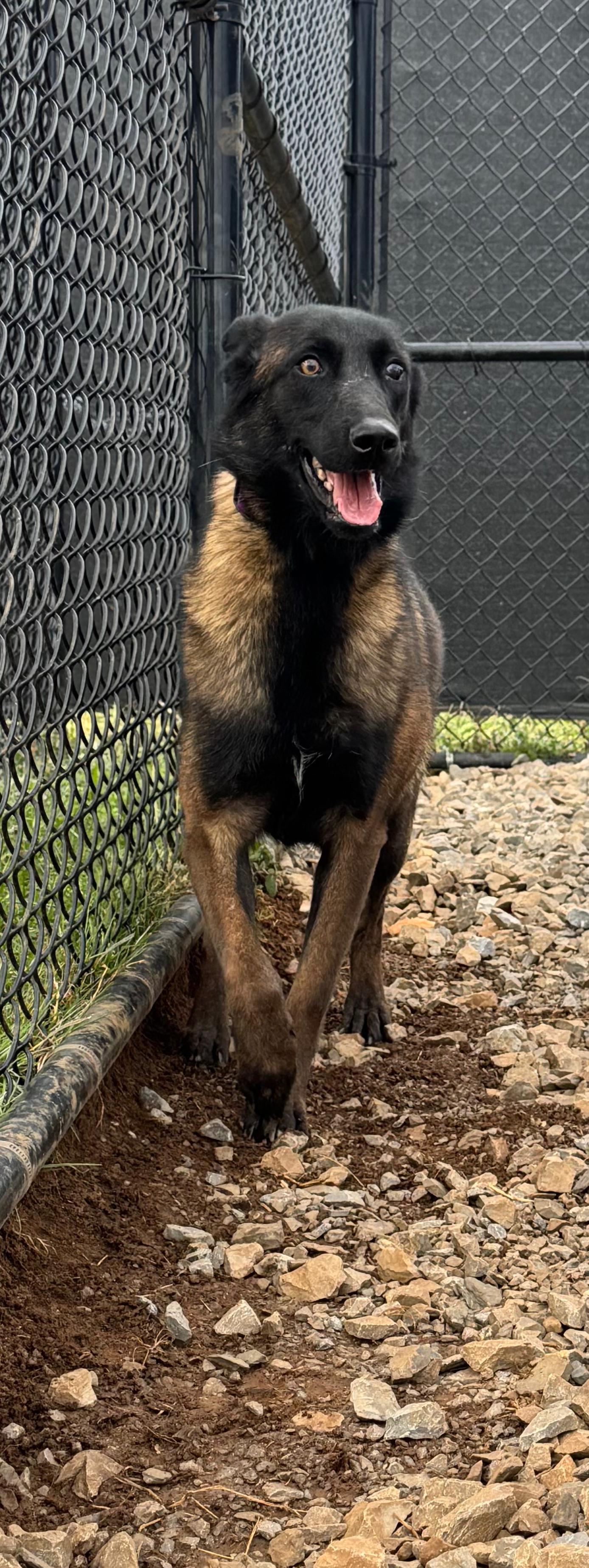 Enlarge Alani, a ADOPTABLE Belgian Shepherd / Malinois in PHILADELPHIA, TN image 3/5