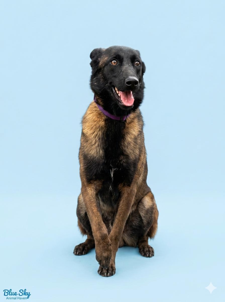 Alani, ADOPTABLE, Young Female Belgian Shepherd / Malinois.