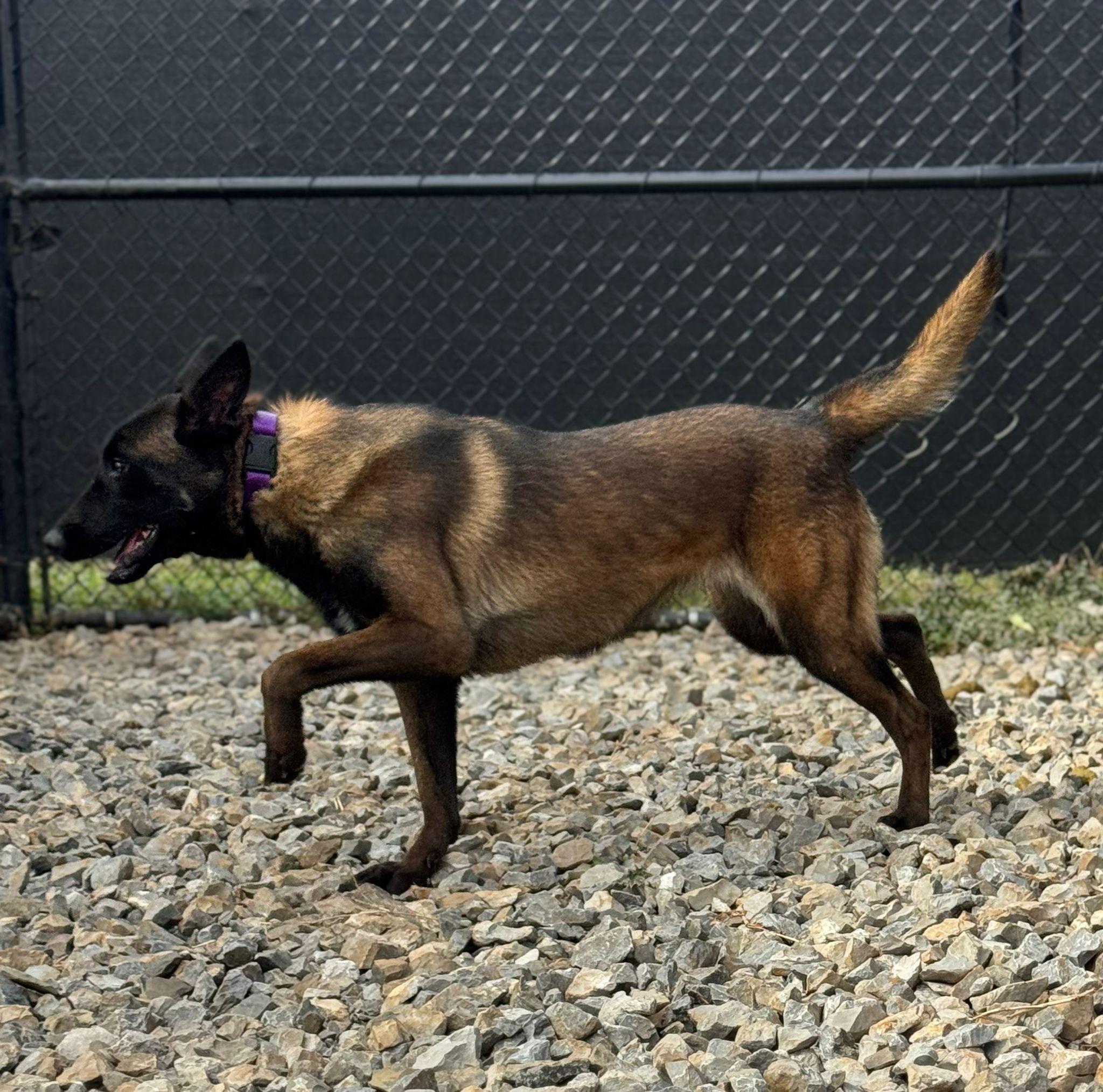 Enlarge Alani, a ADOPTABLE Belgian Shepherd / Malinois in PHILADELPHIA, TN image 2/5