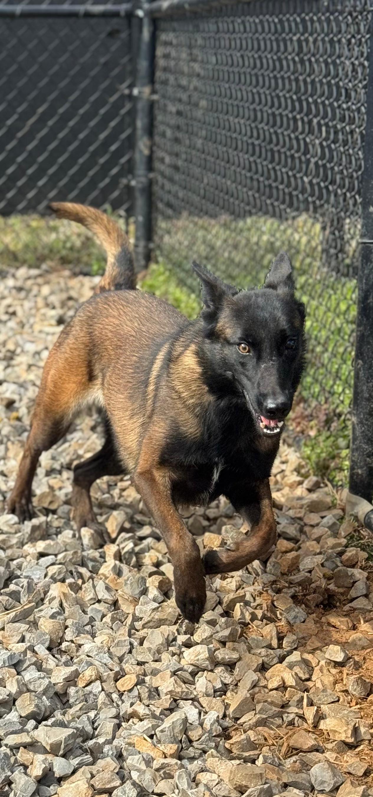 Enlarge Alani, a ADOPTABLE Belgian Shepherd / Malinois in PHILADELPHIA, TN image 5/5