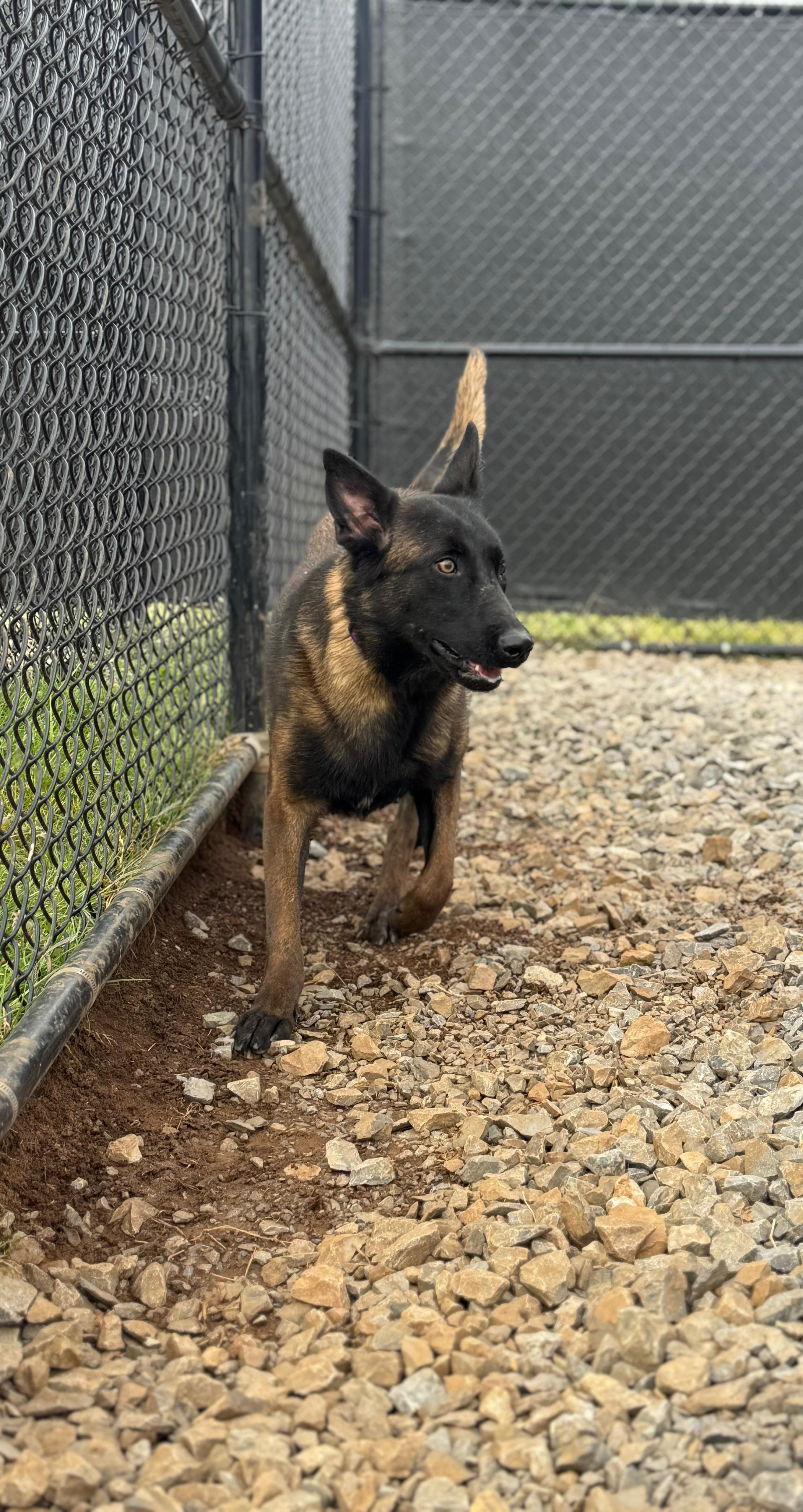 Enlarge Alani, a ADOPTABLE Belgian Shepherd / Malinois in PHILADELPHIA, TN image 4/5