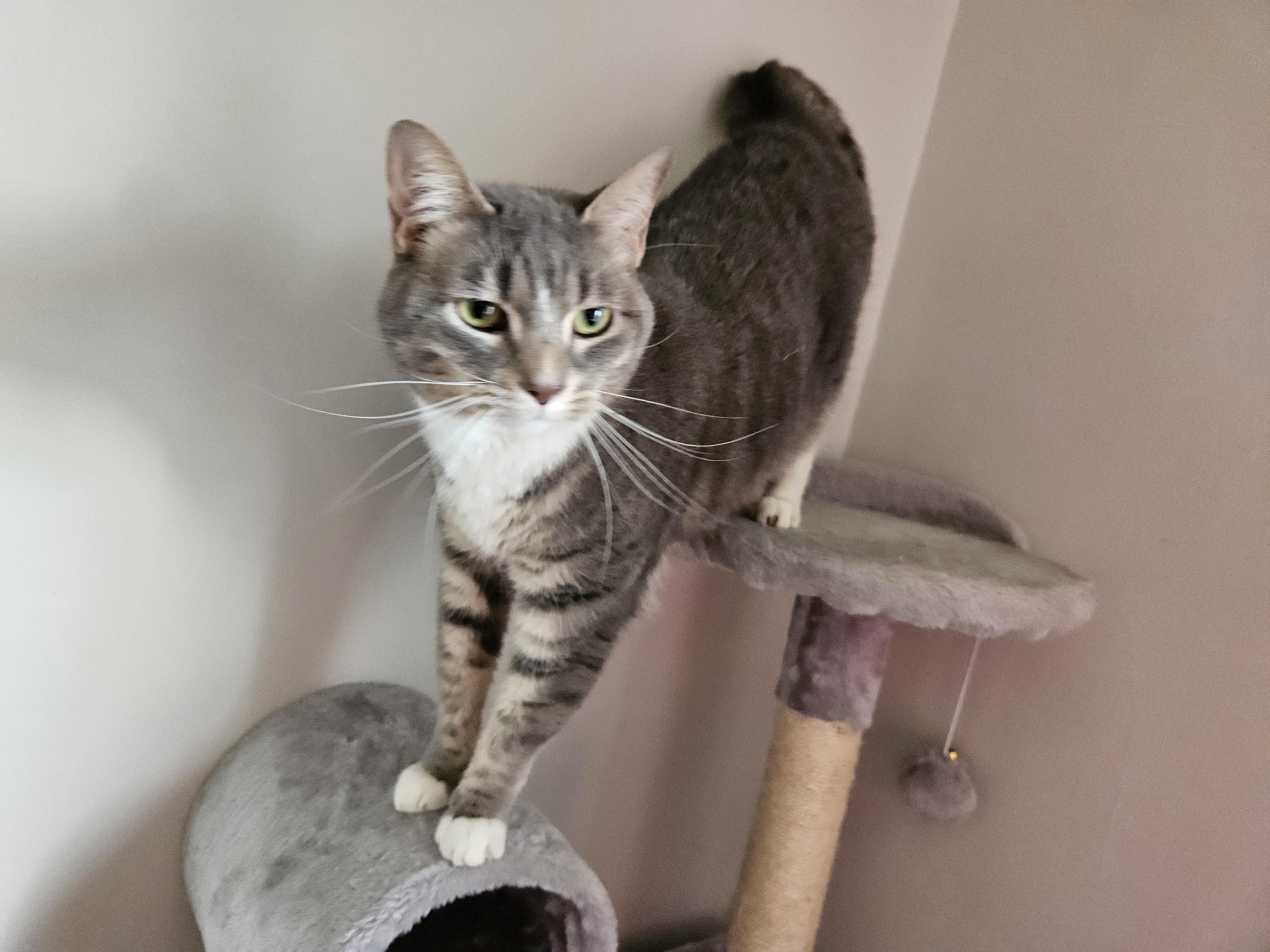 Enlarge Rosie, an adopted Domestic Short Hair in Sellersburg, IN image 3/5