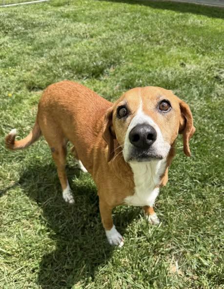 Brutus, ADOPTABLE, Senior Male Beagle.