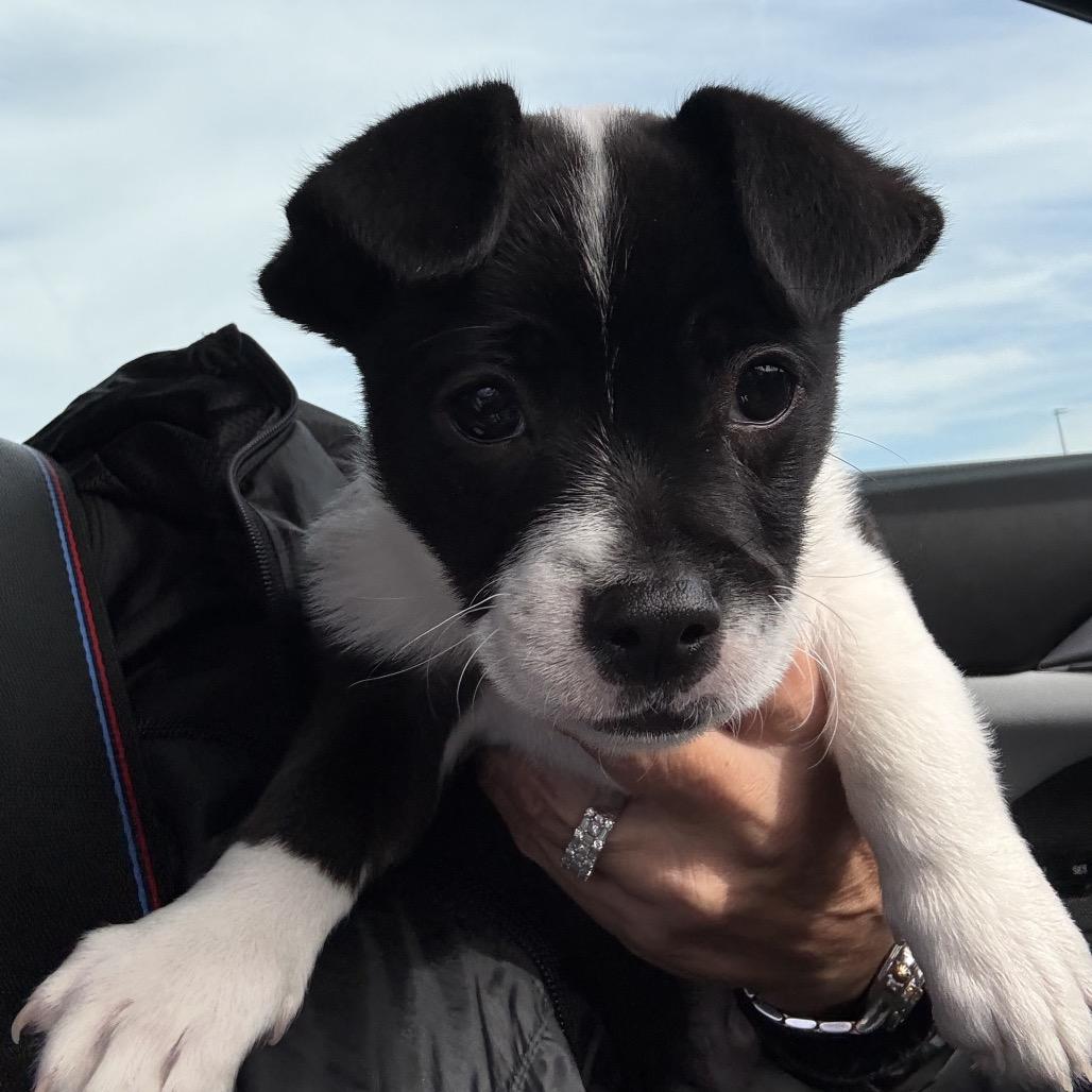 Enlarge Spot, a Adoptable mixed breed in Scituate, MA image 1/1