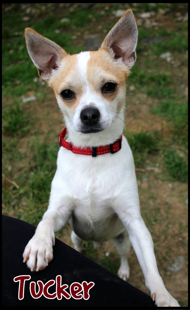 Dog for adoption Tucker, a Chihuahua in Shippenville, PA Petfinder