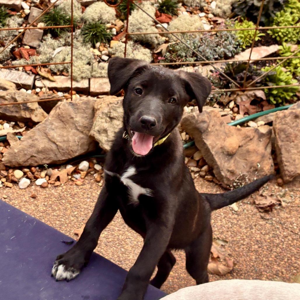 Enlarge Biscuit, a Adoptable mixed breed in Cordova, TN image 1/4