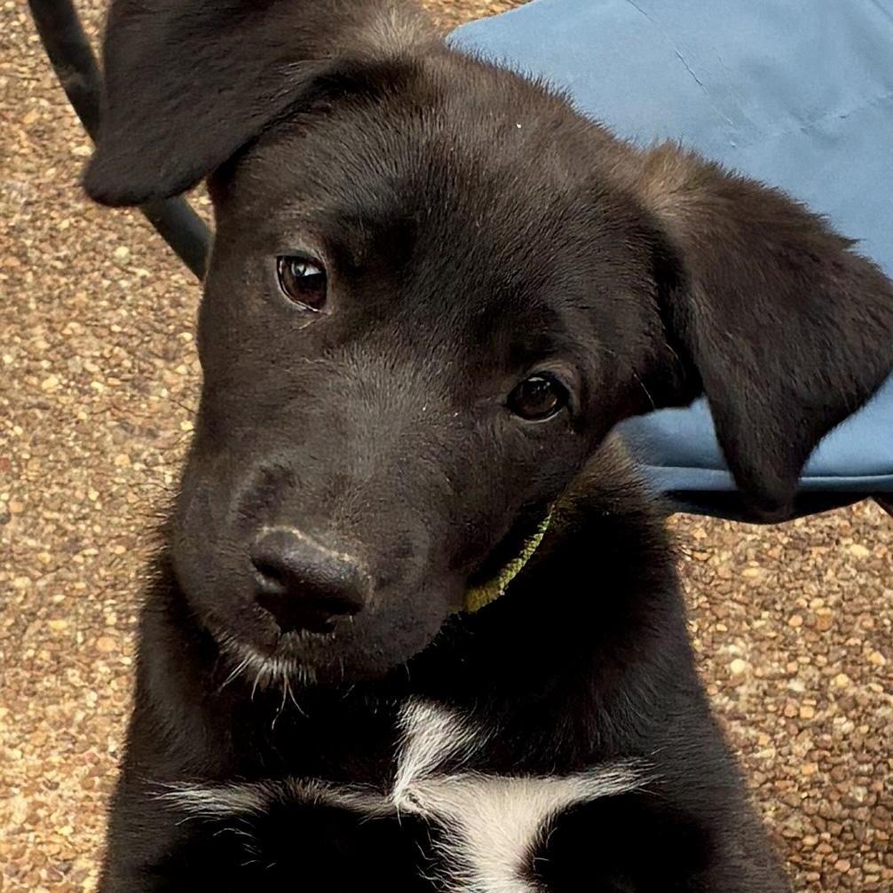 Enlarge Biscuit, a Adoptable mixed breed in Cordova, TN image 2/4