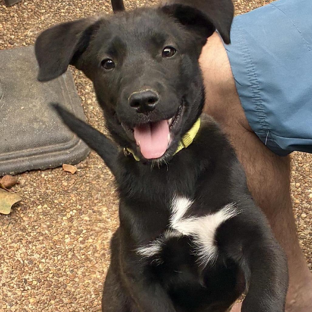 Enlarge Biscuit, a Adoptable mixed breed in Cordova, TN image 3/4