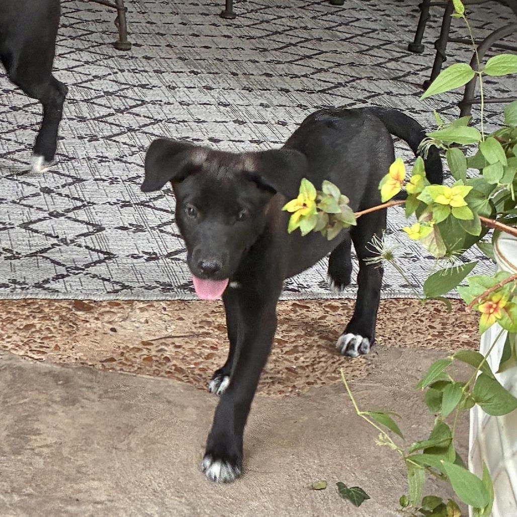 Enlarge Biscuit, a Adoptable mixed breed in Cordova, TN image 4/4