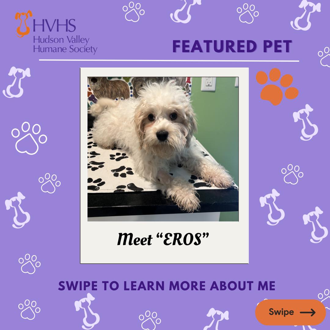 Enlarge ERO'S, a ADOPTABLE mixed breed in Pomona, NY image 1/2