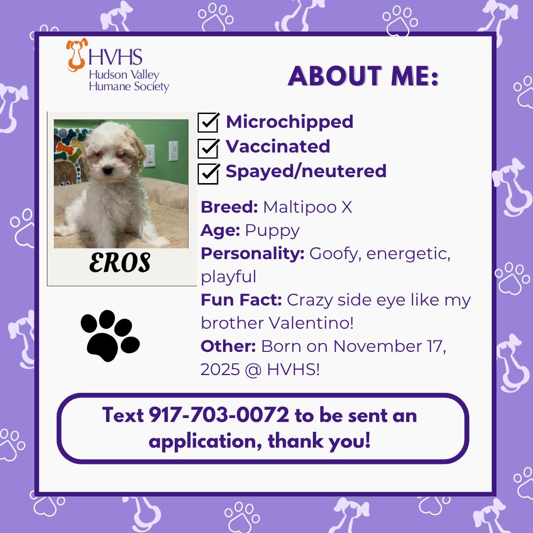 Enlarge ERO'S, a ADOPTABLE mixed breed in Pomona, NY image 2/2