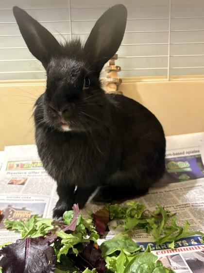 Juno, Adoptable, Adult Female Dwarf & Bunny Rabbit.