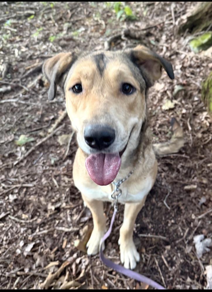 Rockie, Adoptable, Adult Female Black Mouth Cur.