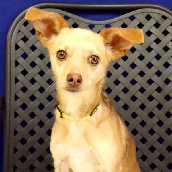 Pollie, Adoptable, Adult Female Chihuahua.