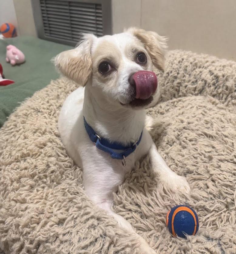 Enlarge Tug, a Adoptable mixed breed in Berkeley, CA image 3/6