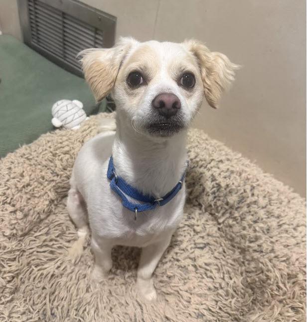 Enlarge Tug, a Adoptable mixed breed in Berkeley, CA image 5/6