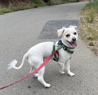 Enlarge Tug, a Adoptable mixed breed in Berkeley, CA image 1/1