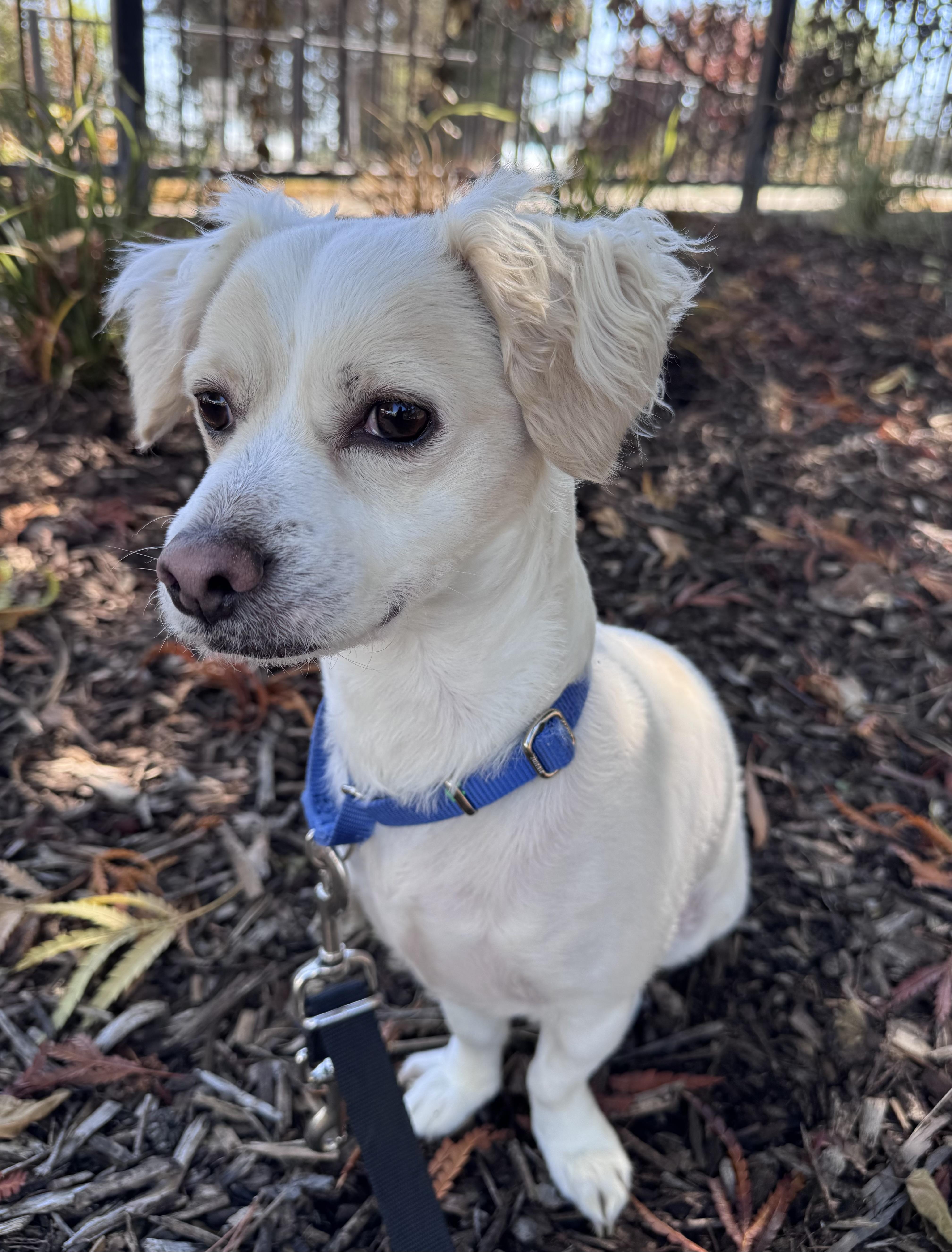 Enlarge Tug, a Adoptable mixed breed in Berkeley, CA image 4/6
