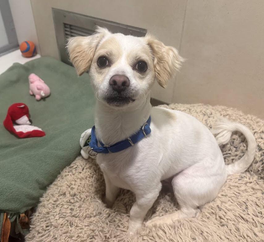 Tug, Adoptable, Young Male Maltese.