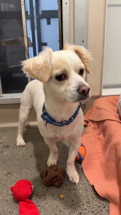 Enlarge Tug, a Adoptable mixed breed in Berkeley, CA video 2/6