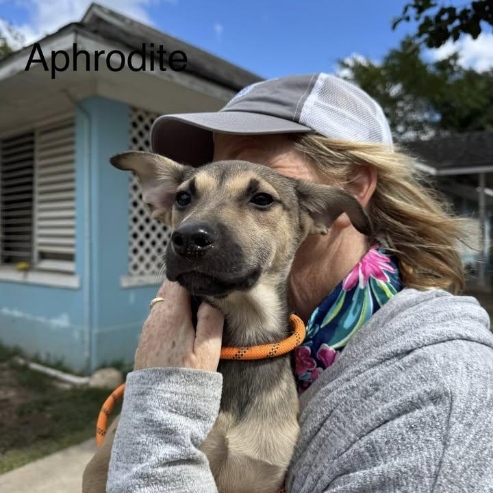 Aphrodite aka Tilly (20260201-08) — thumbnail 3