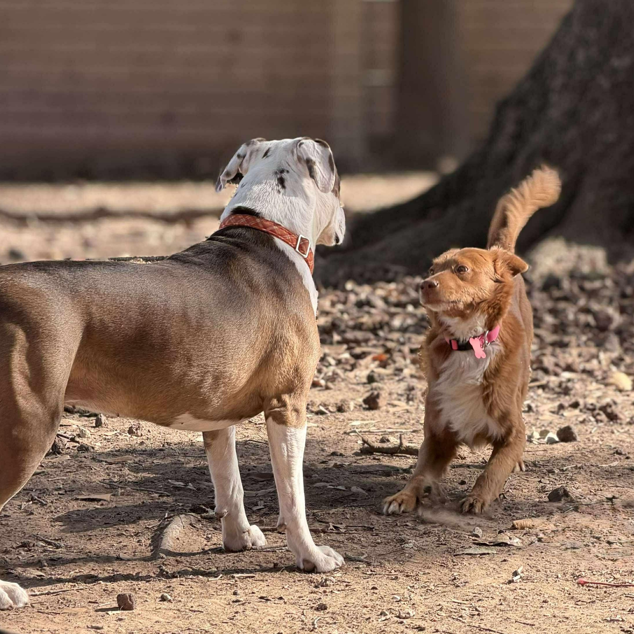 Duckie, a Adoptable mixed breed in Battle Creek, MI image 6/6