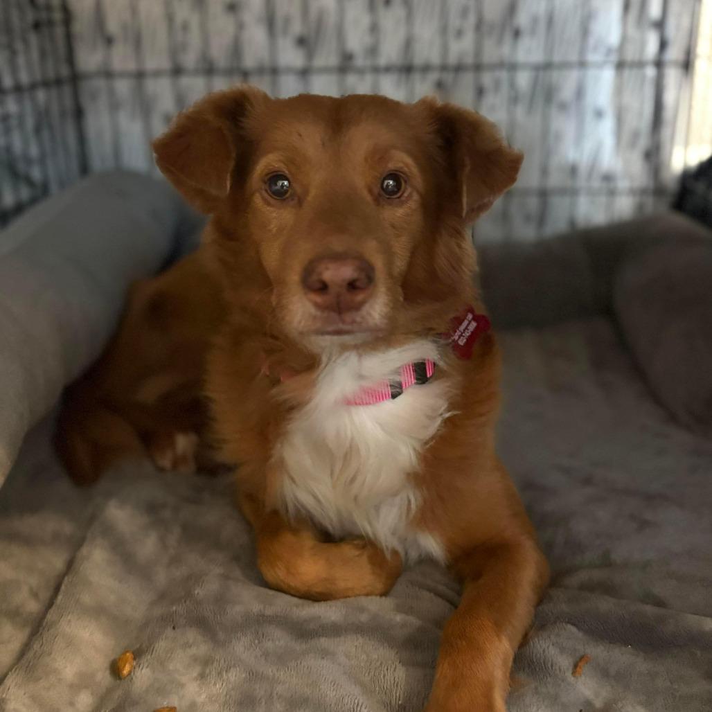 Enlarge Duckie, a Adoptable mixed breed in Houston, TX image 1/1