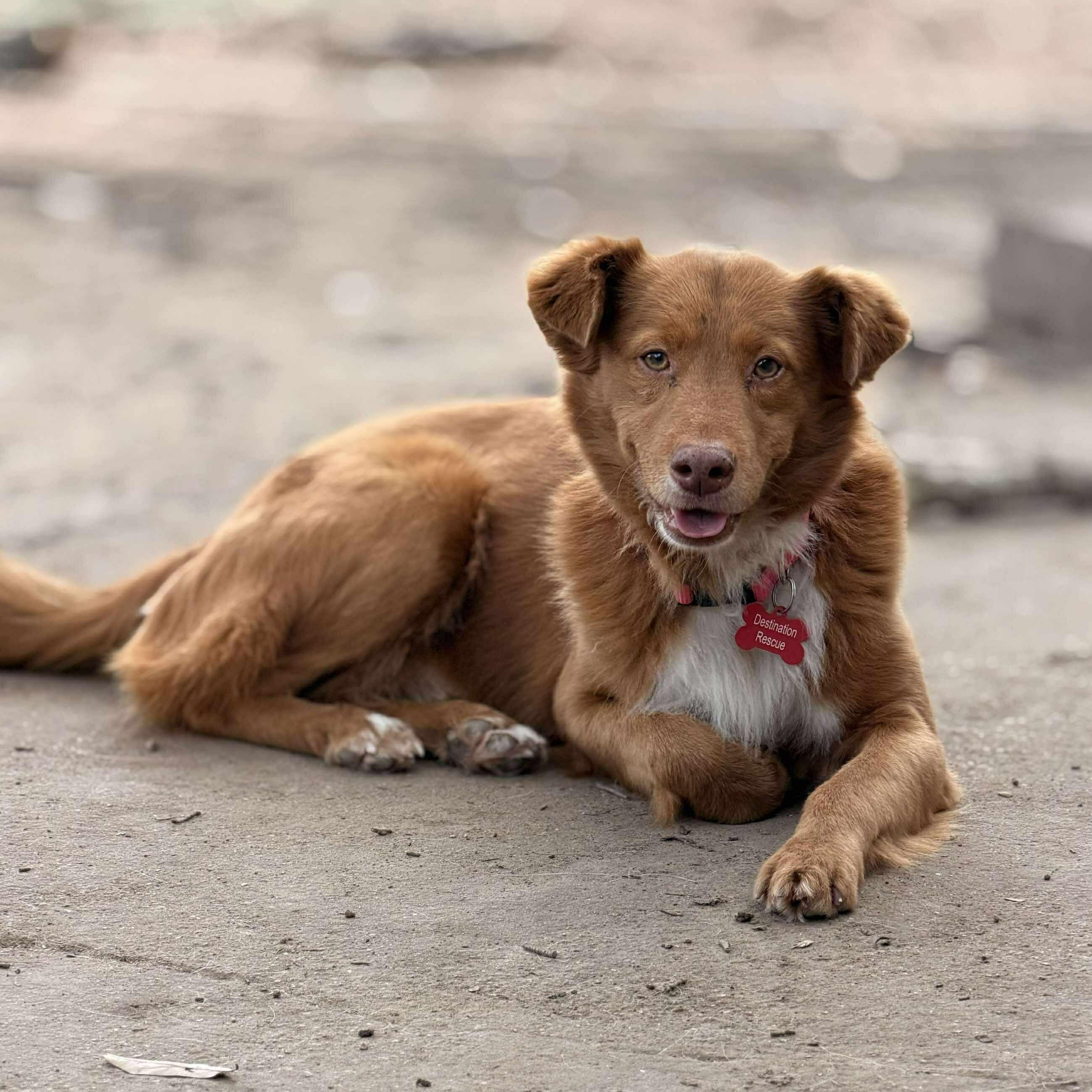 Duckie, a Adoptable mixed breed in Battle Creek, MI image 3/6