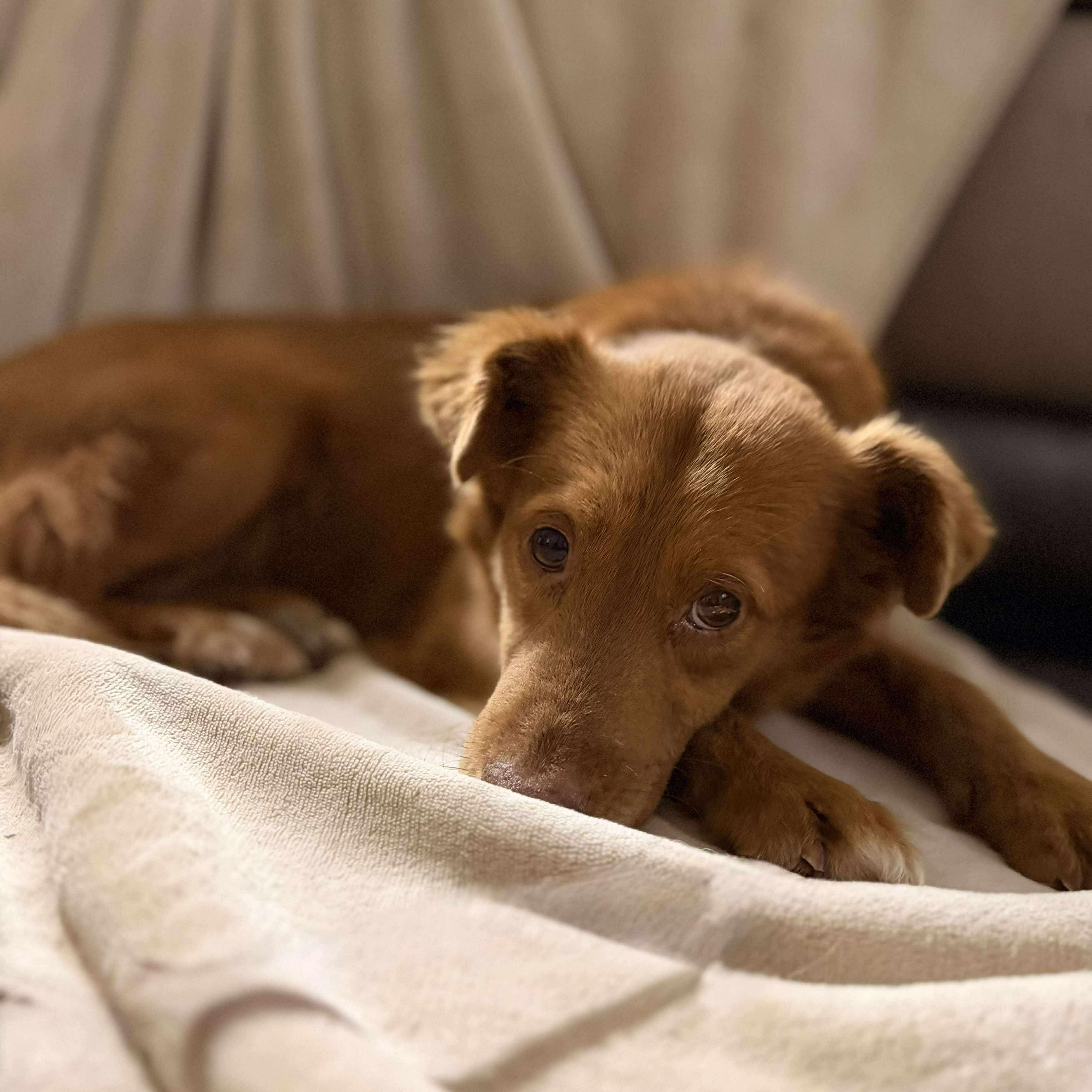 Duckie, a Adoptable mixed breed in Battle Creek, MI image 4/6