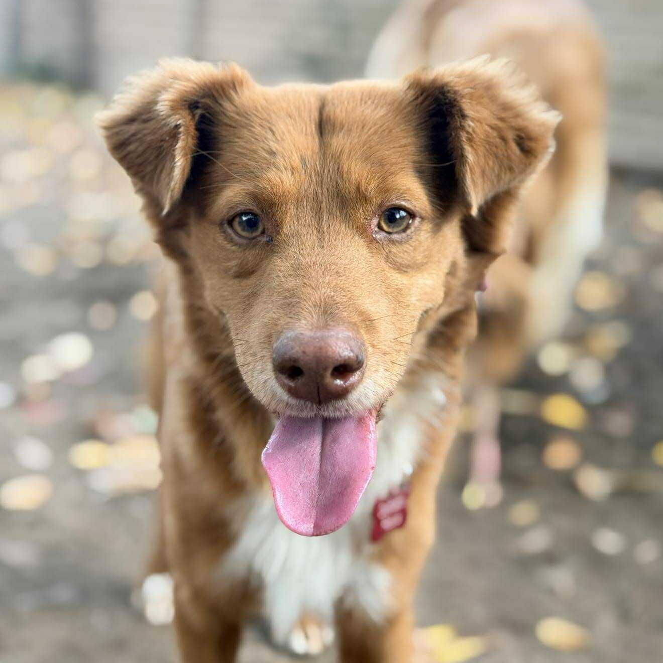 Duckie, a Adoptable mixed breed in Battle Creek, MI image 1/6