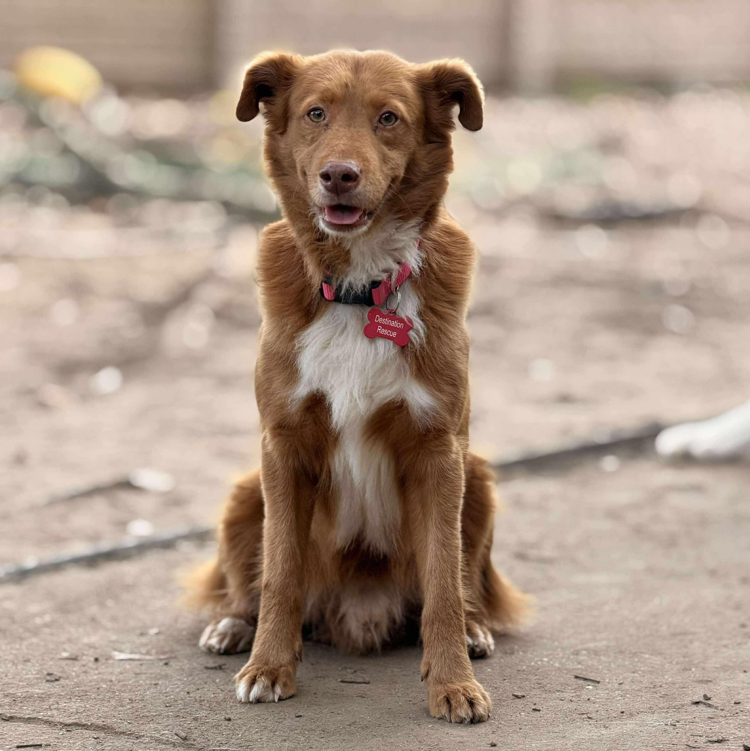 Duckie, a Adoptable mixed breed in Battle Creek, MI image 2/6