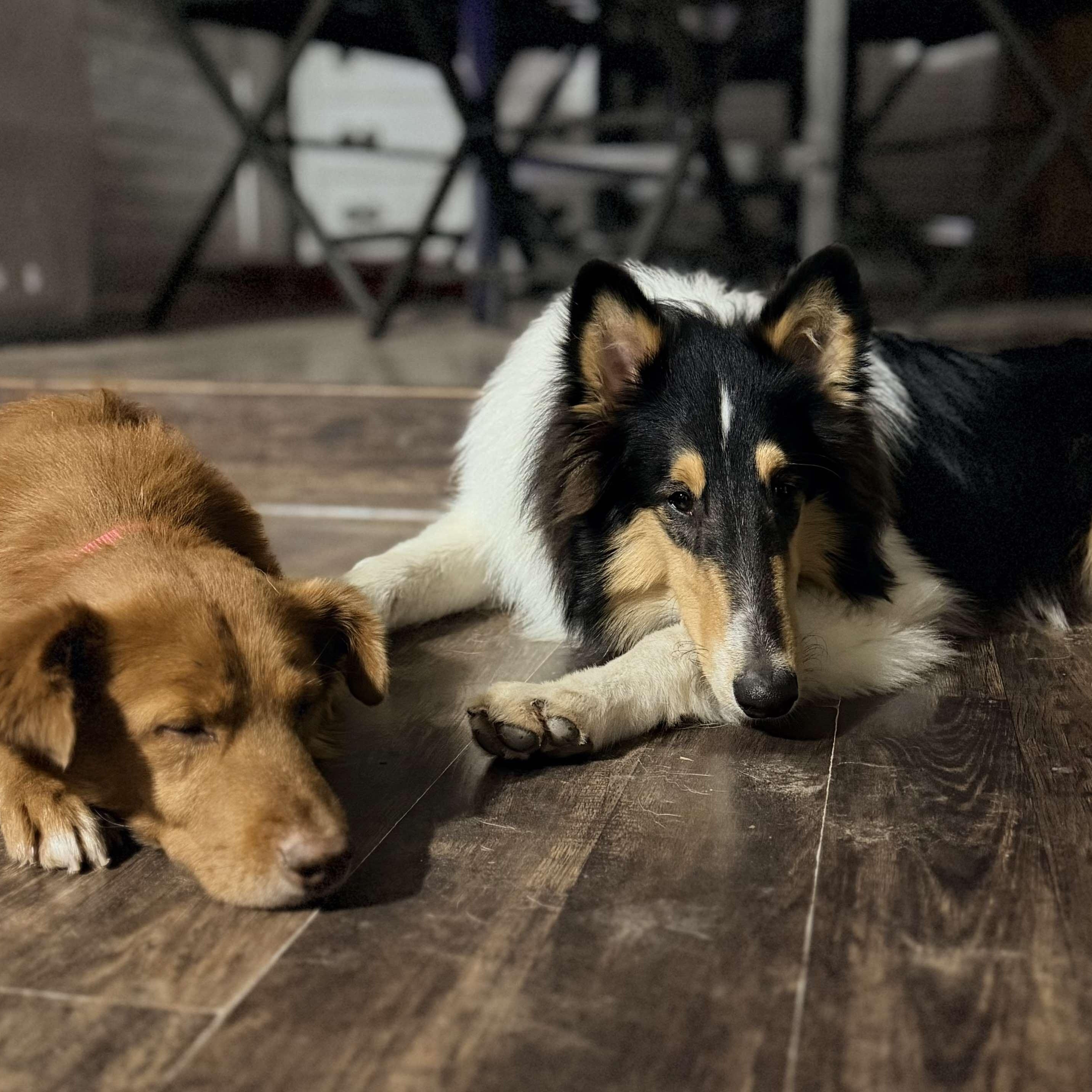 Duckie, a Adoptable mixed breed in Battle Creek, MI image 5/6