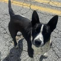 Enlarge Jesse, a Adoptable mixed breed in Clayton, GA image 1/2